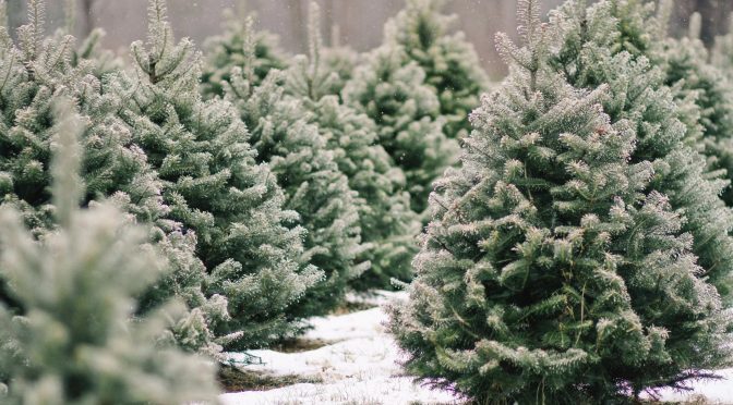 РЕАЛИЗАЦИЯ НОВОГОДНИХ ДЕРЕВЬЕВ