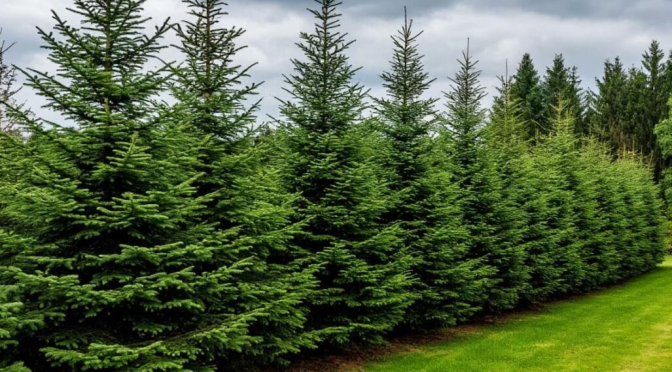 Какое наказание ждет за самовольную вырубку елок