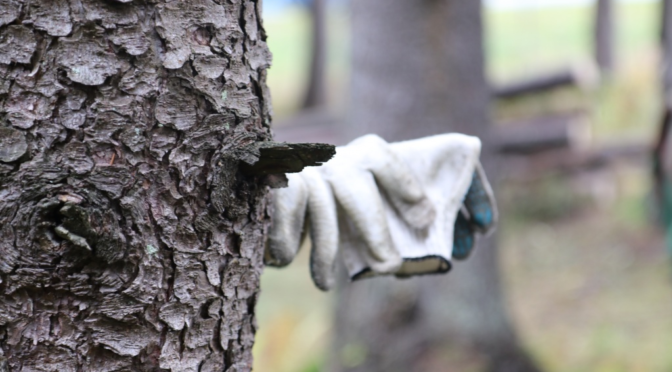 Цель — генеральная уборка! В Минлесхозе поставили задачу в течение недели привести в порядок объекты после зимы
