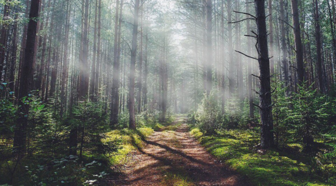 В отдельных лесхозах Брестской и Гродненской областей официально открыли пожароопасный сезон