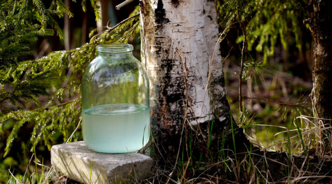 РЕАЛИЗАЦИЯ БЕРЕЗОВОГО СОКА